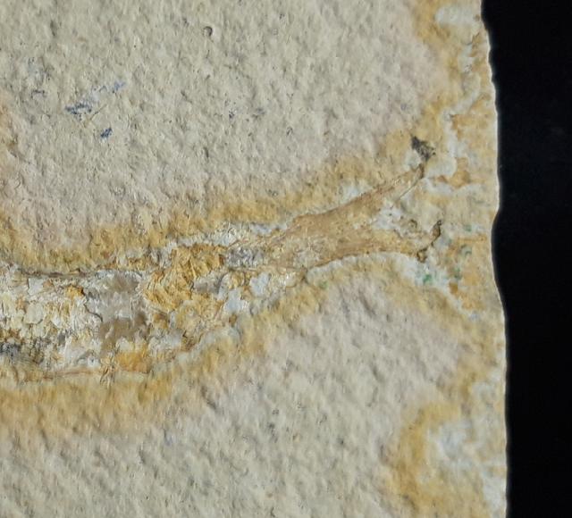 Leptolepides sprattiformis (BLAINVILLE 1818) - Bild &copy; FossNet FossilienStore
